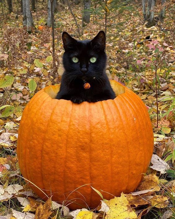 Starry Whisk posing under fairy lights